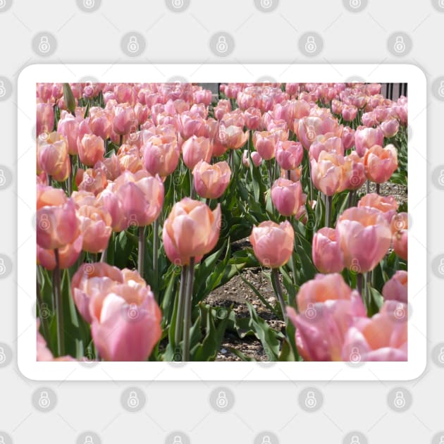 Sun-kissed Pink Tulips Sticker by H. R. Sinclair
